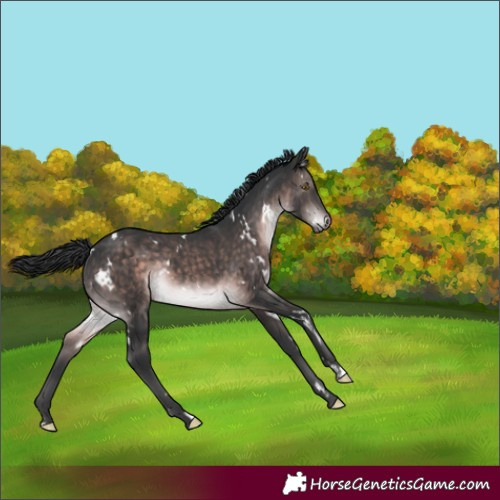 Horse Color:Platinum White Spotted Brown Rabicano 