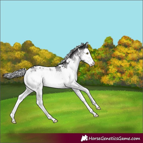 Horse Color:Platinum White Spotted Silver Buckskin Dun Splash Brindle 