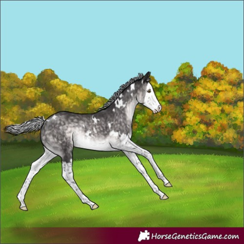 Horse Color:Platinum White Spotted Silver Buckskin Splash Rabicano 
