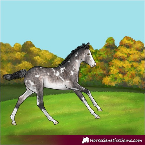 Horse Color:Platinum White Spotted Brown Dun Splash Rabicano Brindle 