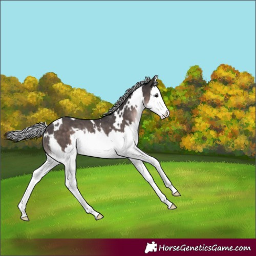 Horse Color:Platinum White Spotted Silver Brown Splash Rabicano