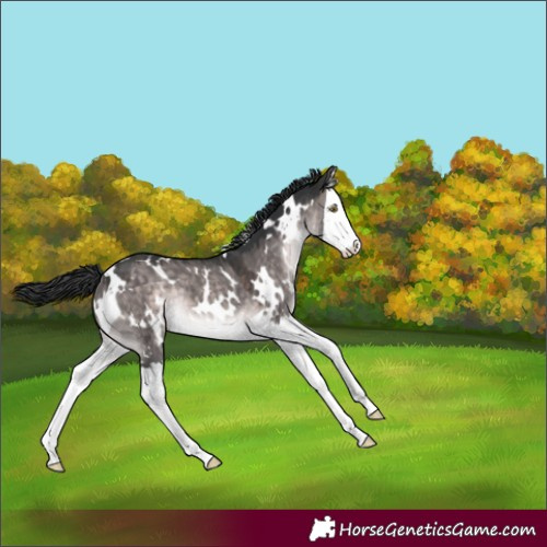 Horse Color:Platinum White Spotted Brown Dun Splash 