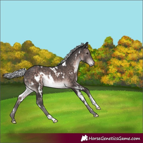 Horse Color:Platinum White Spotted Silver Brown Rabicano 