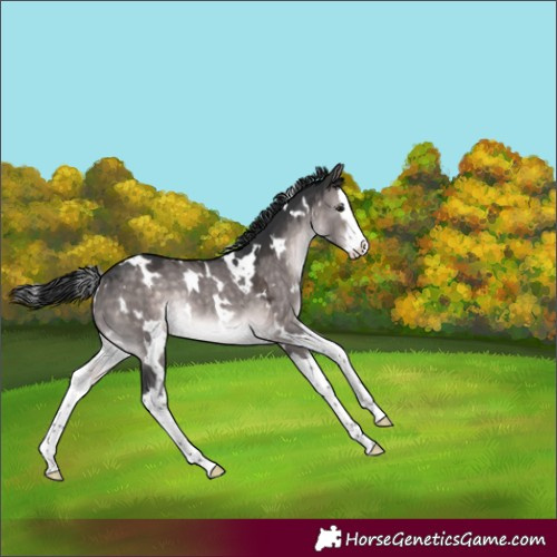 Horse Color:Platinum White Spotted Brown Dun Splash Rabicano