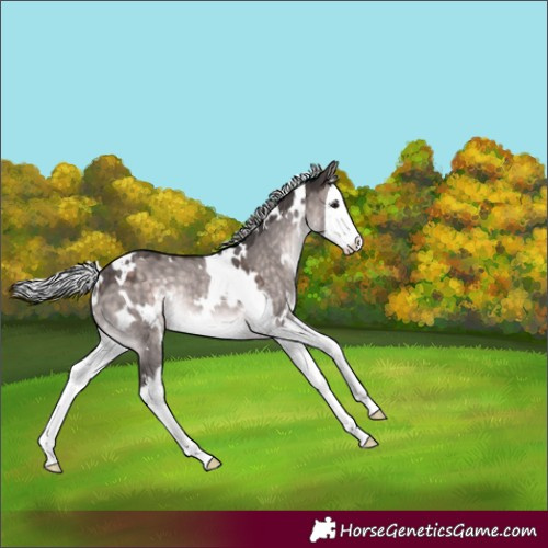 Horse Color:Platinum White Spotted Silver Brown Dun Splash Rabicano