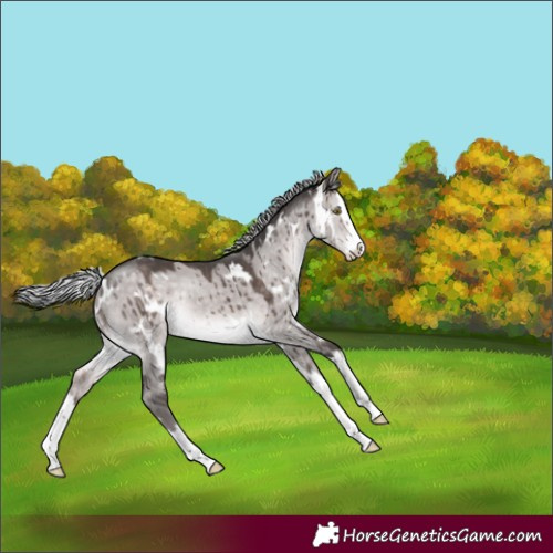 Horse Color:Platinum White Spotted Silver Brown Dun Splash Brindle 