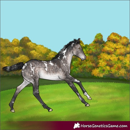 Horse Color:Platinum White Spotted Brown Dun Rabicano Brindle