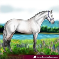 Horse Color:Gray Bay Roan 