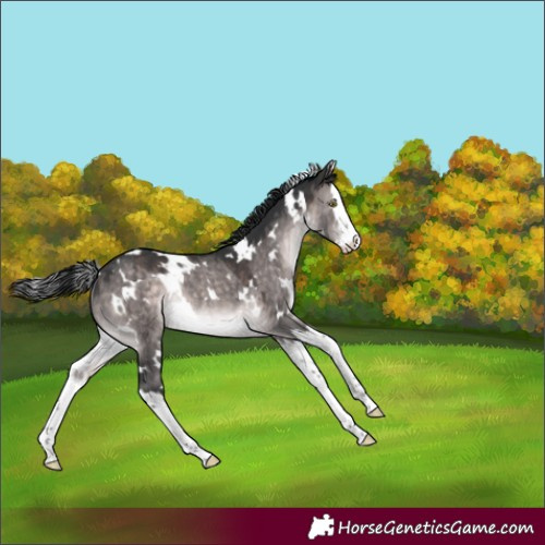 Horse Color:Platinum White Spotted Brown Dun Splash Rabicano 