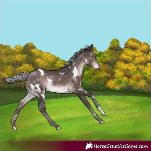 Horse Color:Platinum White Spotted Silver Brown Rabicano