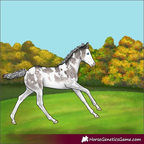 Horse Color:Platinum White Spotted Silver Brown Dun Splash Rabicano 