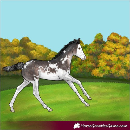 Horse Color:Platinum White Spotted Brown Splash