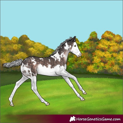 Horse Color:Platinum White Spotted Silver Brown Splash 
