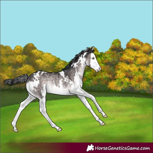 Horse Color:Platinum White Spotted Brown Dun Splash Rabicano 