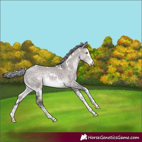 Horse Color:Platinum White Spotted Silver Brown Dun Splash Rabicano