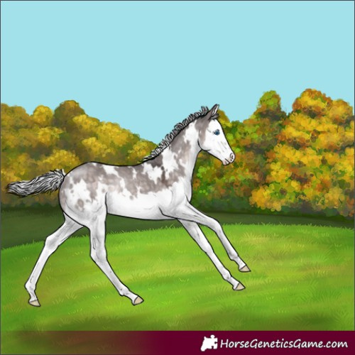 Horse Color:Platinum White Spotted Silver Brown Dun Splash Rabicano 