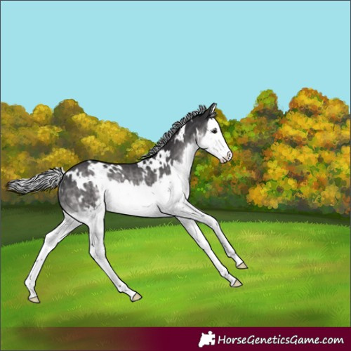 Horse Color:Platinum White Spotted Silver Buckskin Splash Rabicano 