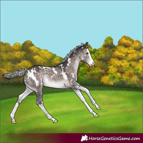 Horse Color:Platinum White Spotted Silver Brown Dun Splash Rabicano Brindle 