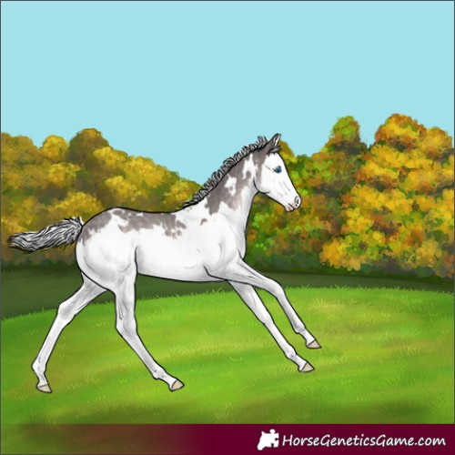 Horse Color:Platinum White Spotted Silver Brown Dun Splash Rabicano