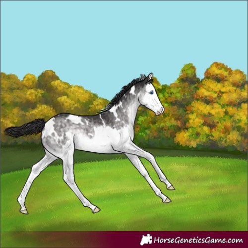 Horse Color:Platinum White Spotted Buckskin Dun Splash