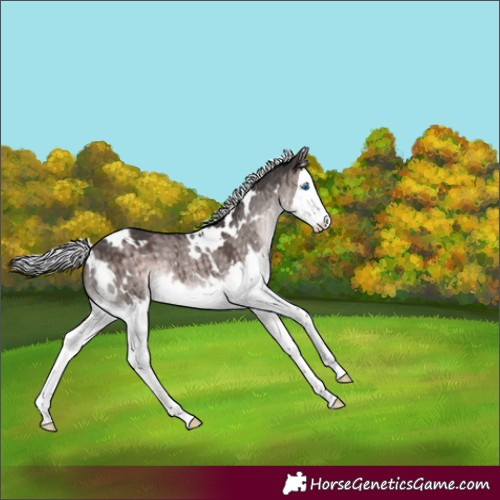 Horse Color:Platinum White Spotted Silver Brown Dun Splash Brindle 