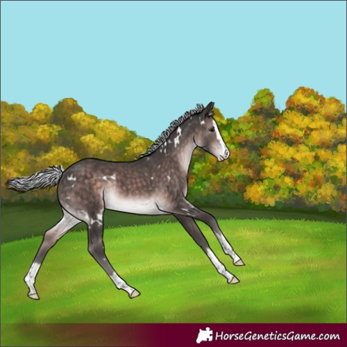 Horse Color:Platinum White Spotted Silver Brown Splash Rabicano 