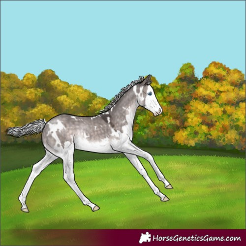 Horse Color:Platinum White Spotted Silver Brown Dun Splash Rabicano 