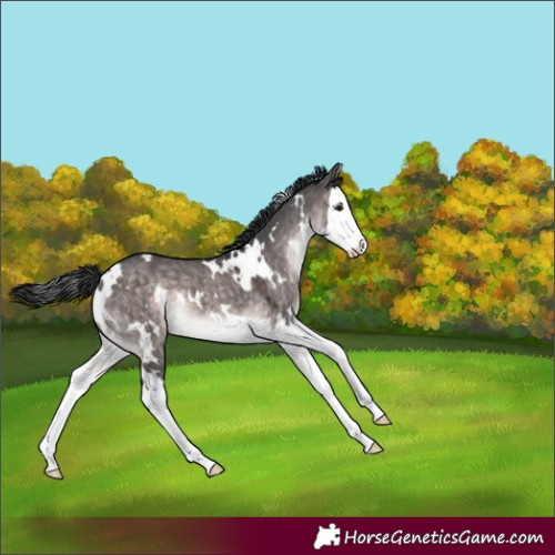 Horse Color:Platinum White Spotted Brown Dun Splash 