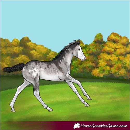 Horse Color:Platinum White Spotted Brown Dun Splash Rabicano Brindle
