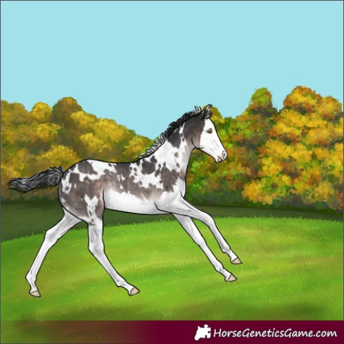 Horse Color:Platinum White Spotted Brown Splash Rabicano 