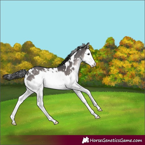 Horse Color:Platinum White Spotted Brown Dun Splash Brindle 