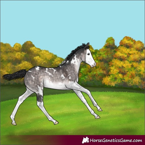 Horse Color:Platinum White Spotted Brown Dun Splash Rabicano 