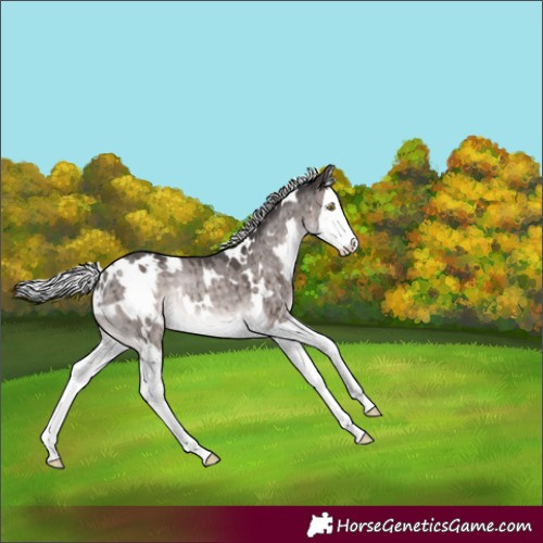 Horse Color:Platinum White Spotted Silver Brown Dun Splash Rabicano Brindle 