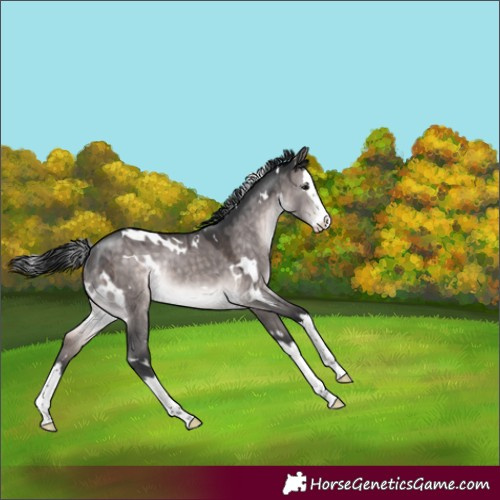 Horse Color:Platinum White Spotted Brown Dun Splash Rabicano 