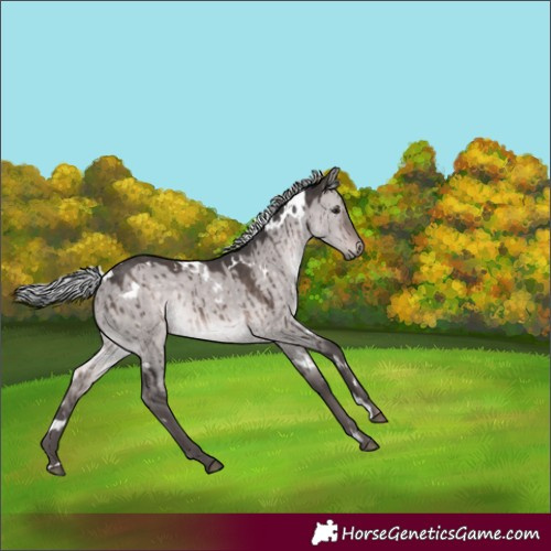 Horse Color:Platinum White Spotted Silver Brown Dun Rabicano Brindle 