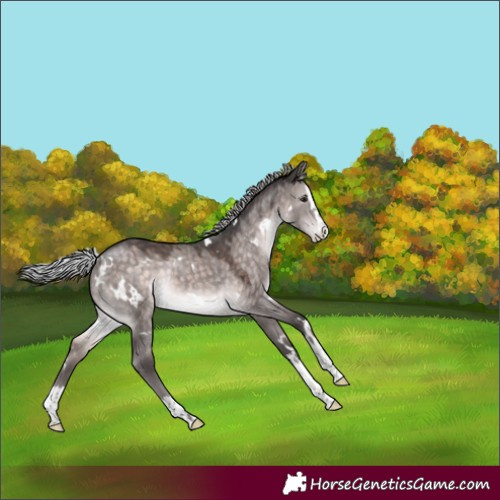 Horse Color:Platinum White Spotted Silver Brown Dun Splash Rabicano