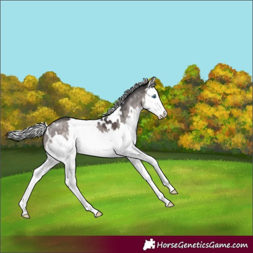 Horse Color:Platinum White Spotted Silver Brown Dun Splash 