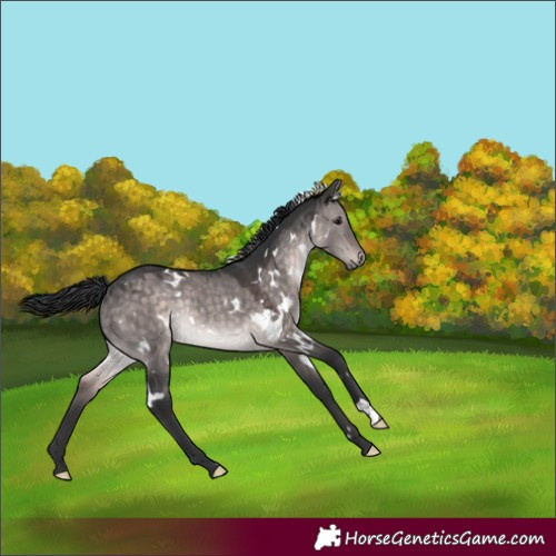 Horse Color:Platinum White Spotted Brown Dun Rabicano 