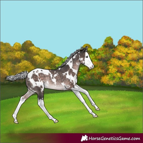 Horse Color:Platinum White Spotted Silver Brown Splash Rabicano 