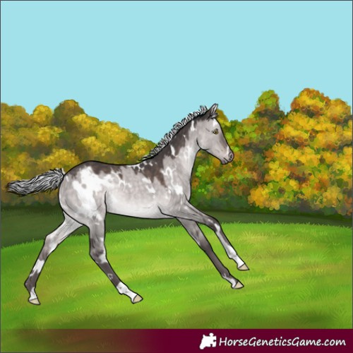 Horse Color:Platinum White Spotted Silver Brown Dun Rabicano