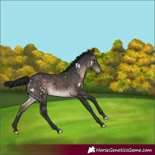Horse Color:Platinum White Spotted Brown Rabicano 
