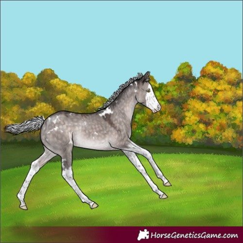 Horse Color:Platinum White Spotted Silver Brown Dun Splash Rabicano