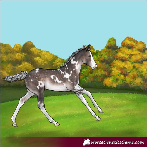 Horse Color:Platinum White Spotted Silver Brown Splash Rabicano 