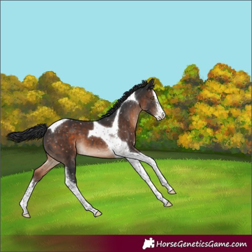 Horse Color:Brown Splash Tobiano Snowflake Varnish 