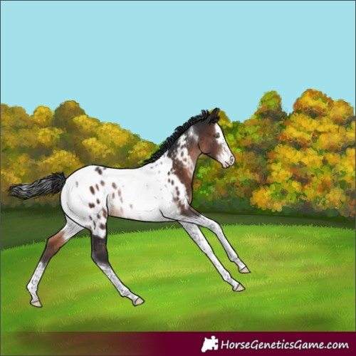Horse Color:Brown Mushroom Splash Tobiano Appaloosa