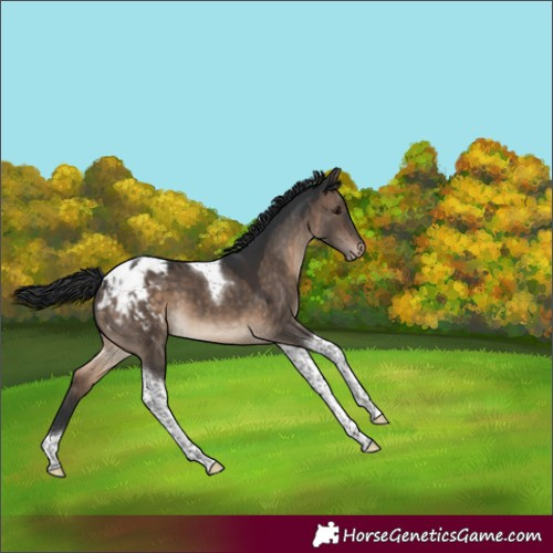 Horse Color:Brown Dun Tobiano Appaloosa 