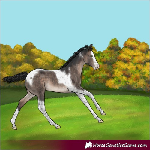 Horse Color:Brown Dun Mushroom Splash Tobiano Varnish