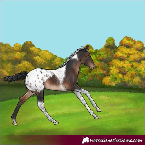 Horse Color:Brown Tobiano Appaloosa 