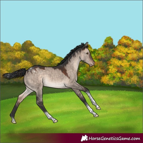 Horse Color:Brown Dun Mushroom Tobiano Appaloosa 