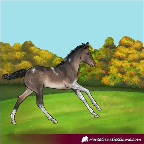 Horse Color:Brown Dun Tobiano Varnish